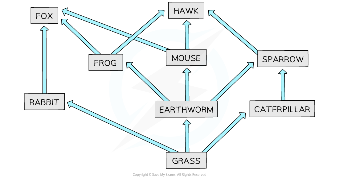 Food web