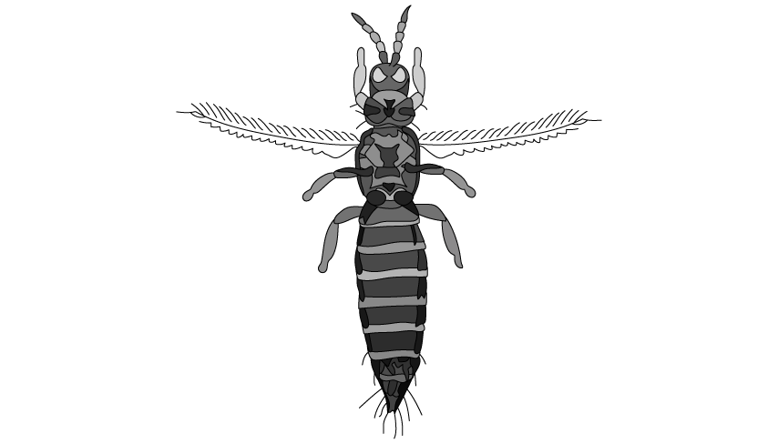 frankliniella-intonsa---sq