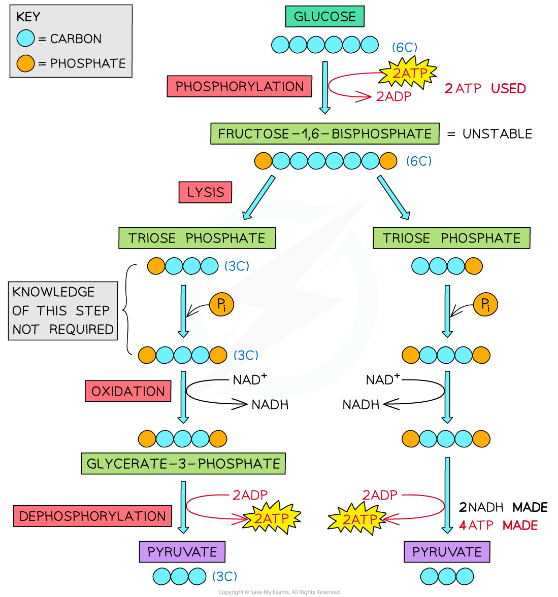 glycolysis-ib-specific