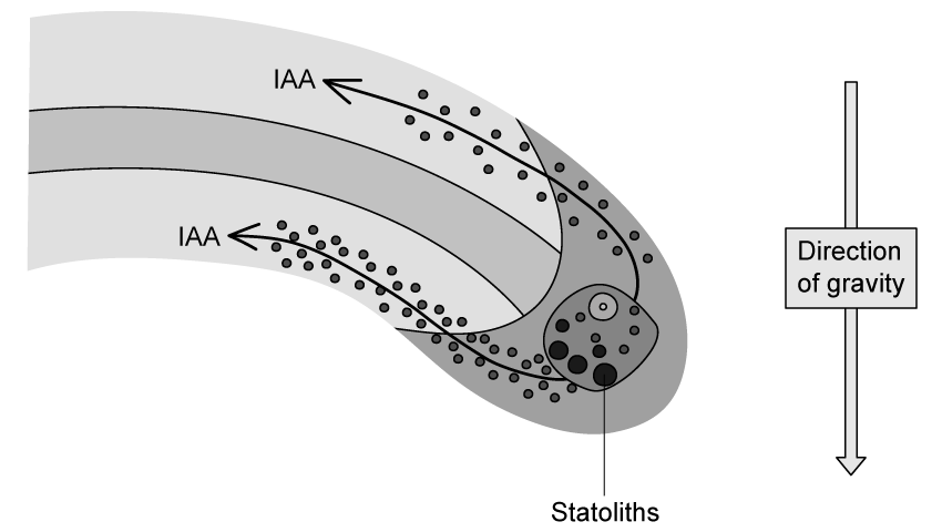 Gravitropism statoliths SQ