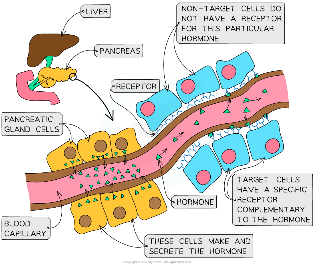 How hormones work, IGCSE & GCSE Biology revision notes