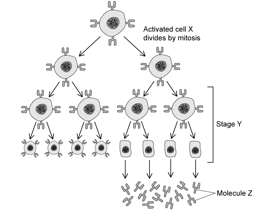 immune-response-clonal-expansion-sq