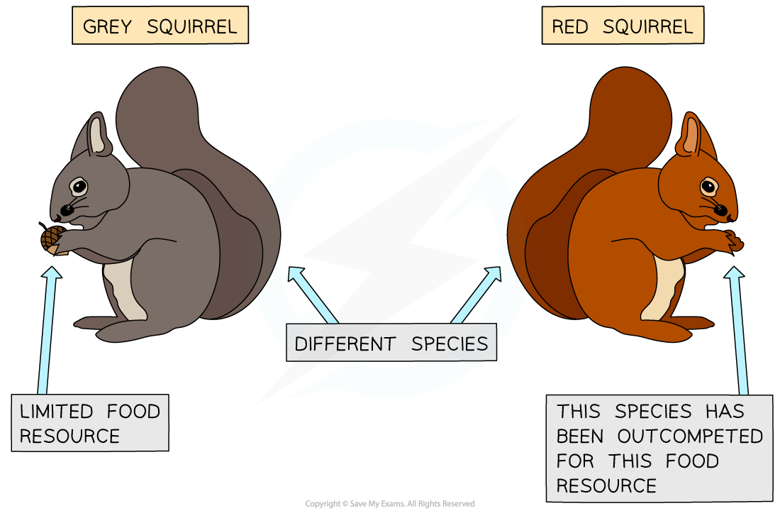 Interspecific competition (grey and red squirrels), IGCSE & GCSE Biology revision notes