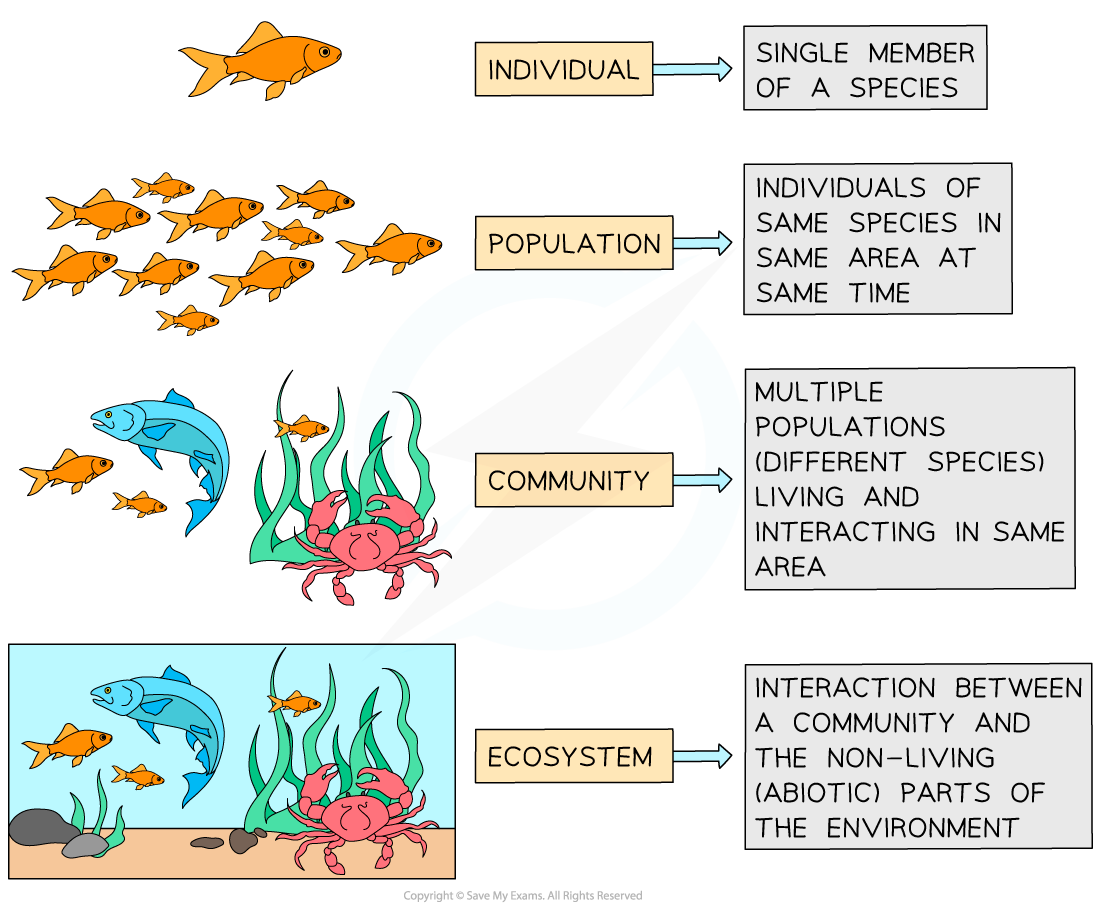 Levels of Organisation in an Ecosystem