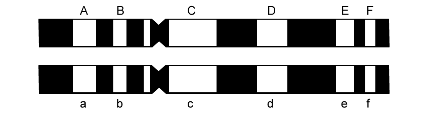 Linked genes on homologous chromosomes SQ