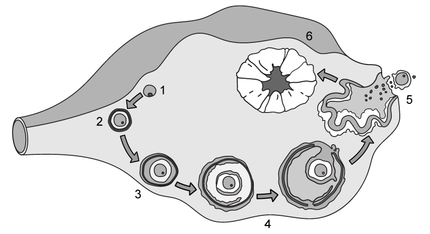 oogenesis-in-the-ovary-sq