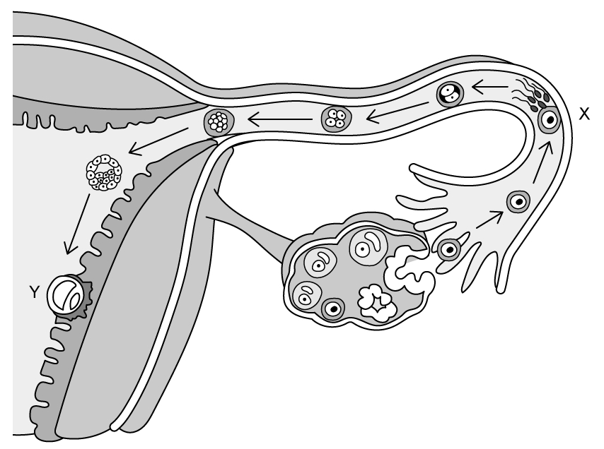 Ovulation to implantation SQ