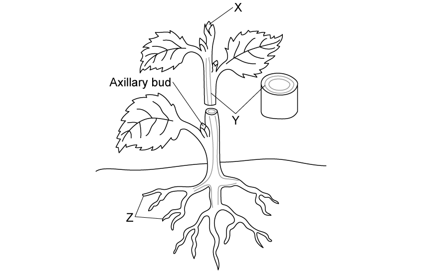 Plant meristems SQ