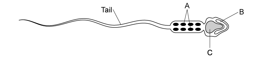 structure-of-a-sperm-cell-sq