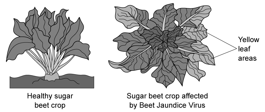 Sugar beet jaundice virus - SQ