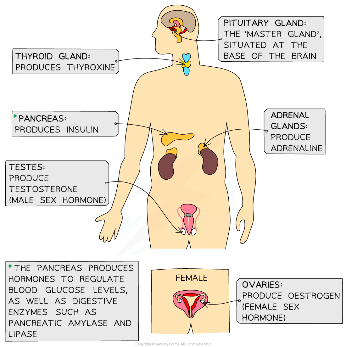 The major endocrine glands in the body, IGCSE & GCSE Biology revision notes