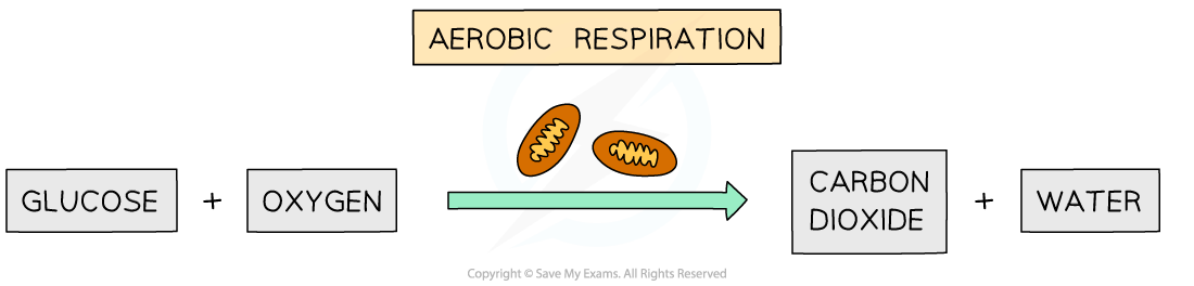 Word equation for aerobic respiration