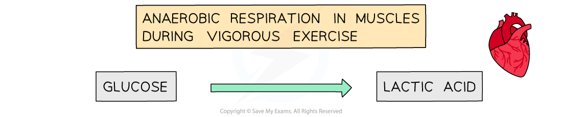 anaerobic respiration in animals word equation