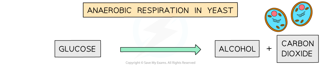 anaerobic respiration in yeast word equation