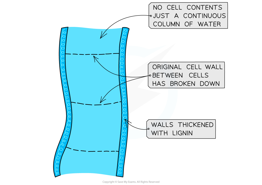 Xylem Structure