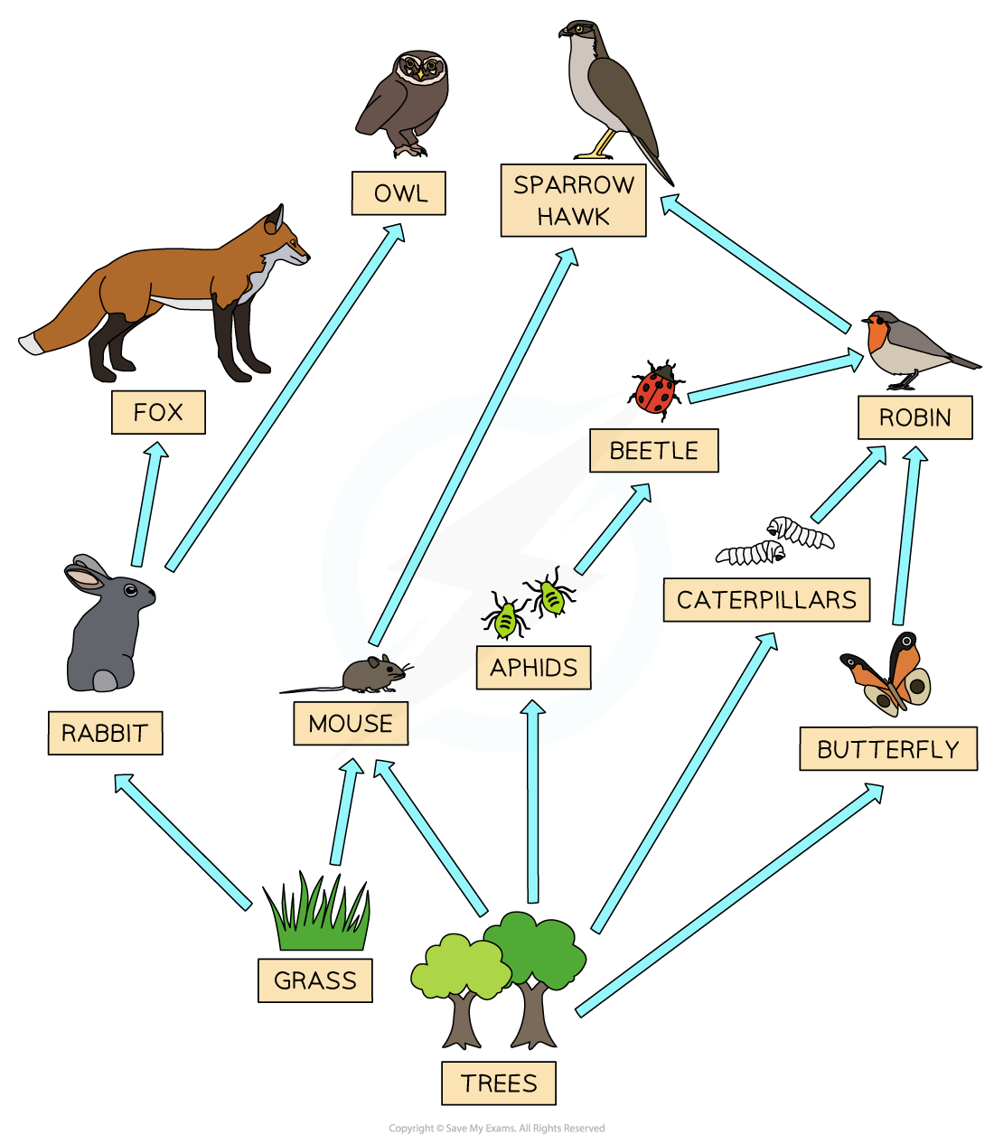 woodland food web