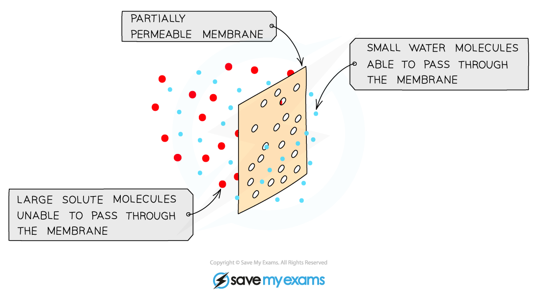 osmosis-and-the-partially-permeable-membrane