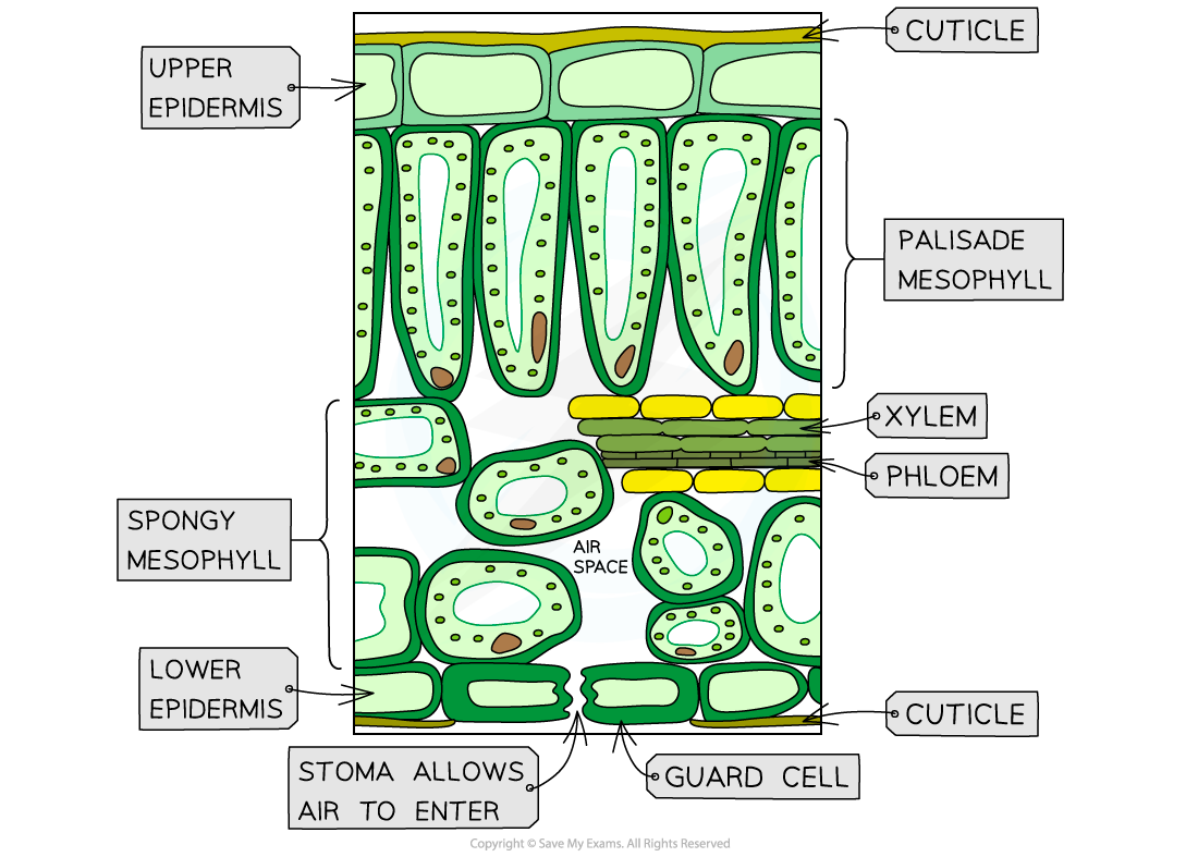 leaf-structure-downloadable-as-and-a-level-biology-revision-notes