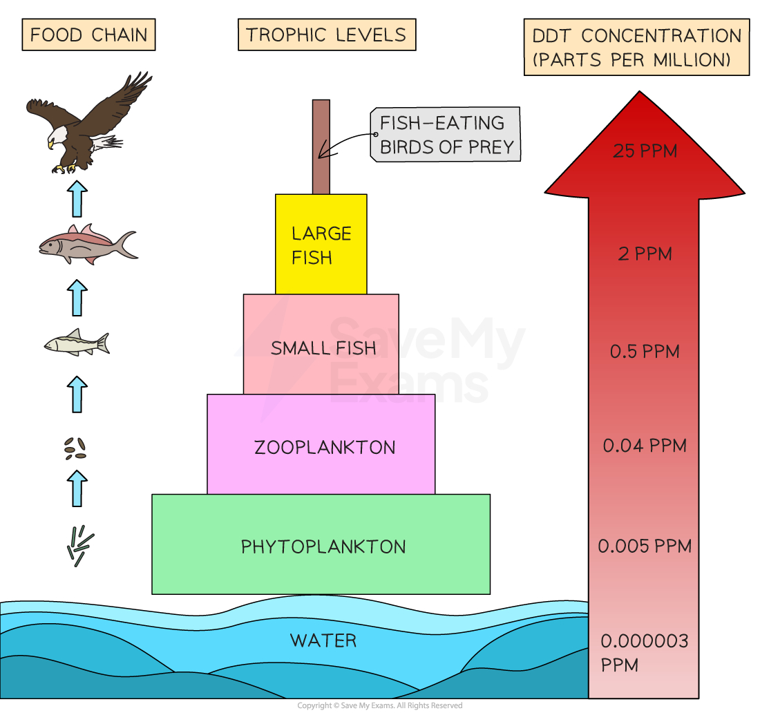 Biomagnification of DDT