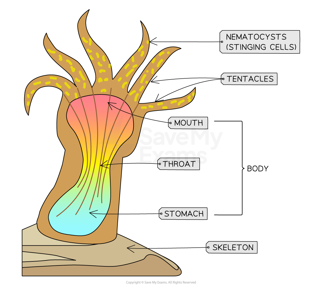 coral polyp