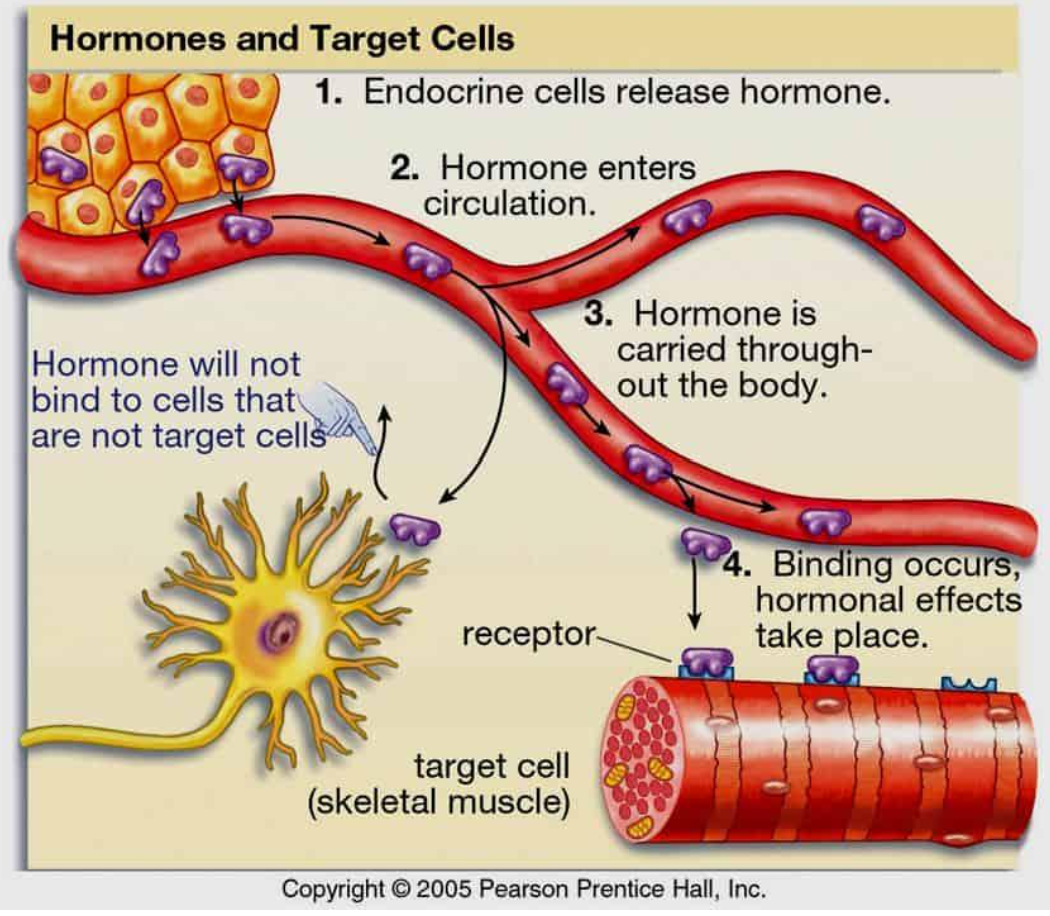 what-are-hormones-1