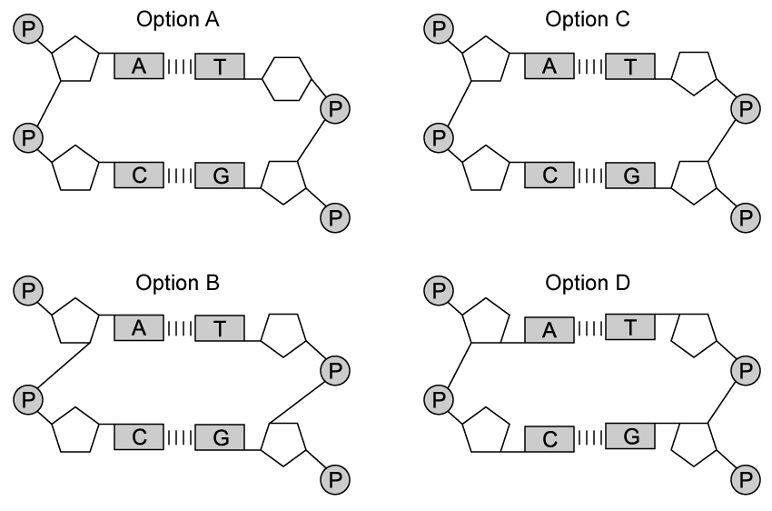 2-6-biology-mcq-q6