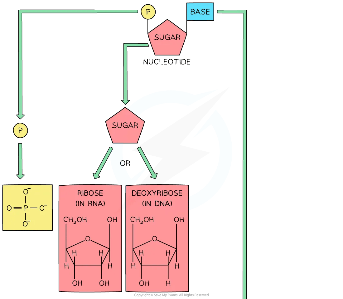 Purines and pyrimidines diagram 1