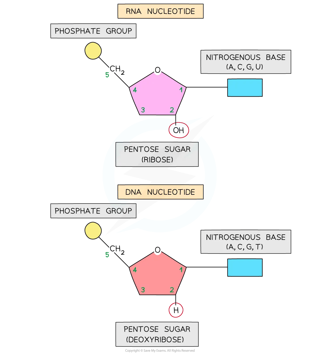 Comparing DNA and RNA nucleotides-diagram