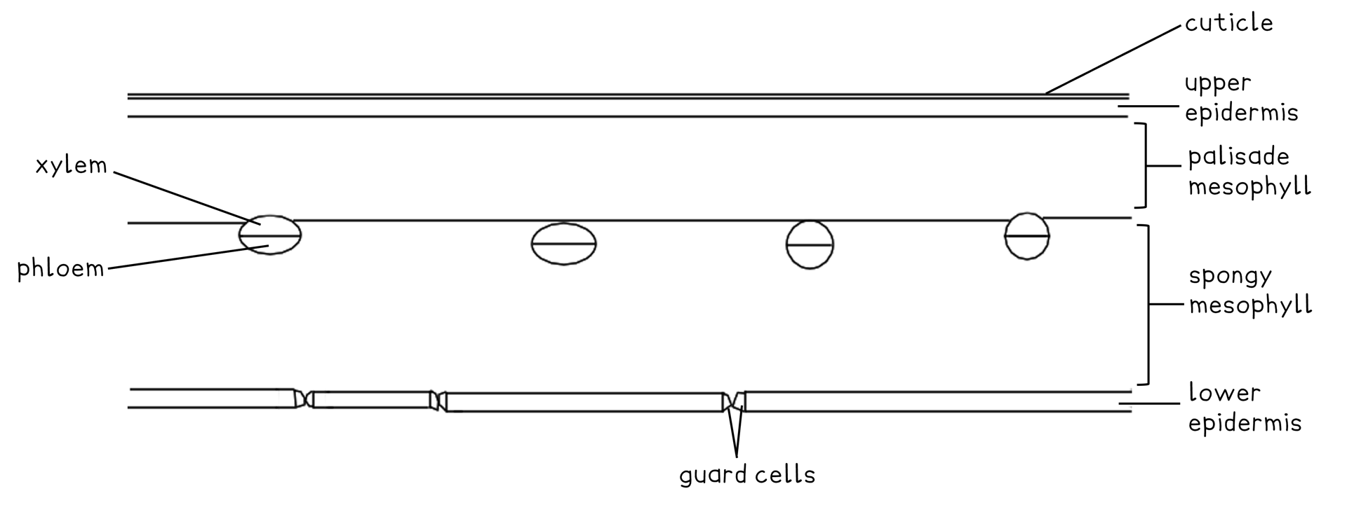 Fe0VlJY1_plan-diagram-of-a-dicot-leaf