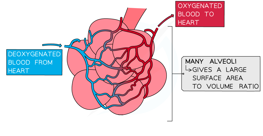 Z3dulElE_adaptations-of-the-alveolus-1