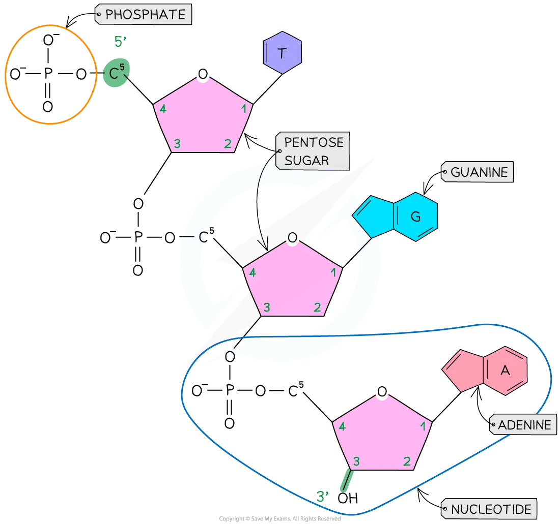 A single DNA polynucleotide strand diagram