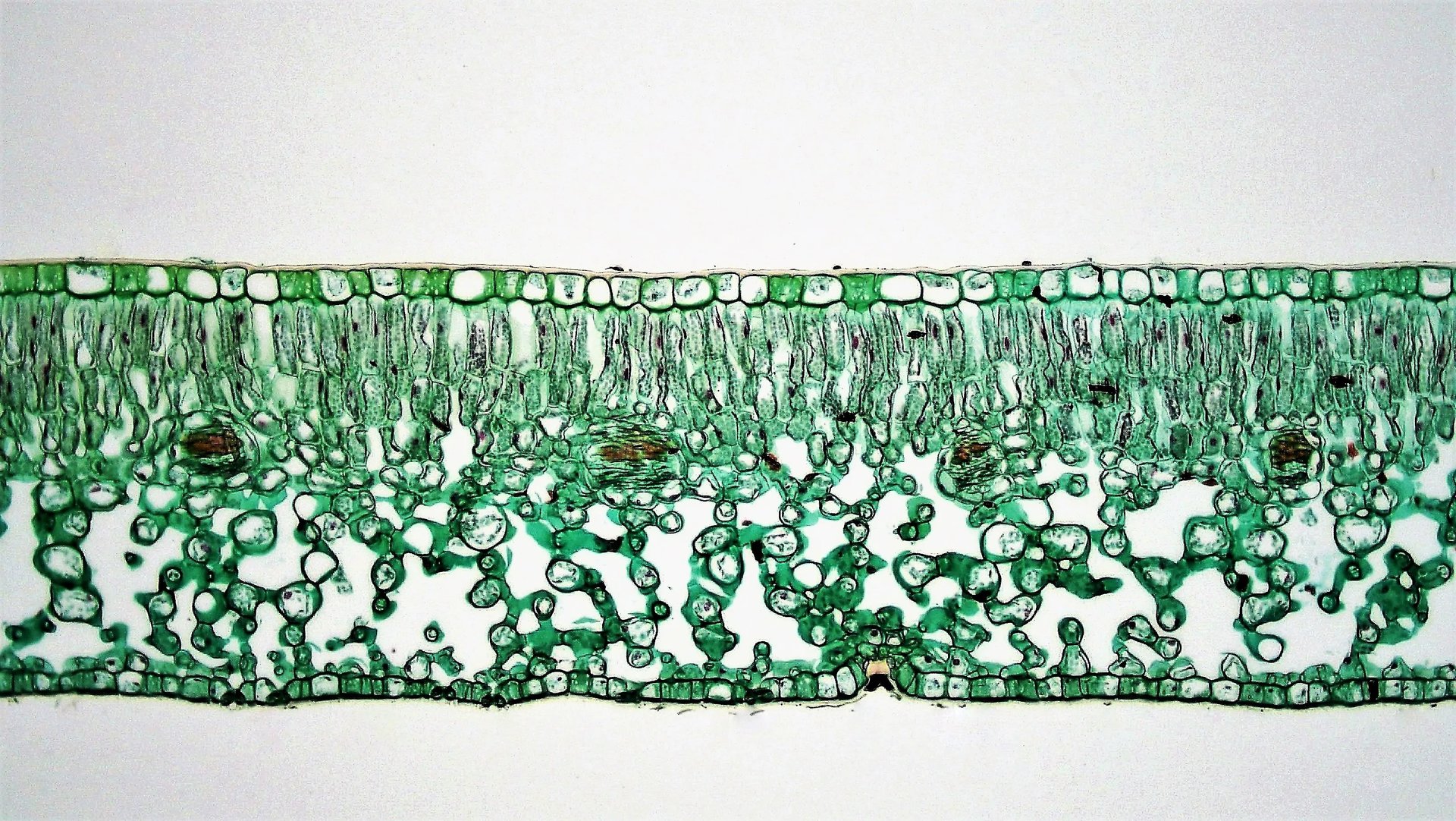 angiosperm-morphology-mesophyll