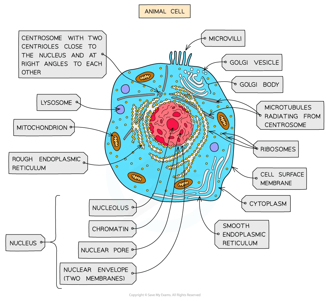 animal-cell