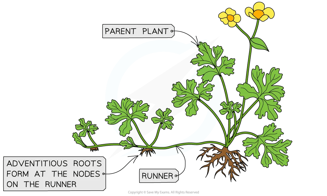 Production of runners for asexual reproduction in plants