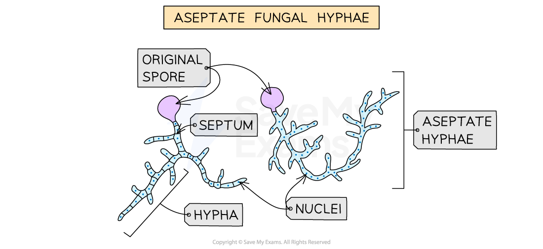 atypical-cell-structure-in-eukaryotes