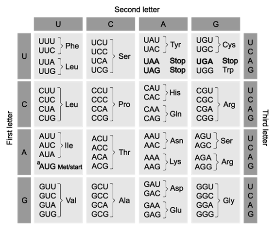 bilogy-2-6-q1b-ib-hl