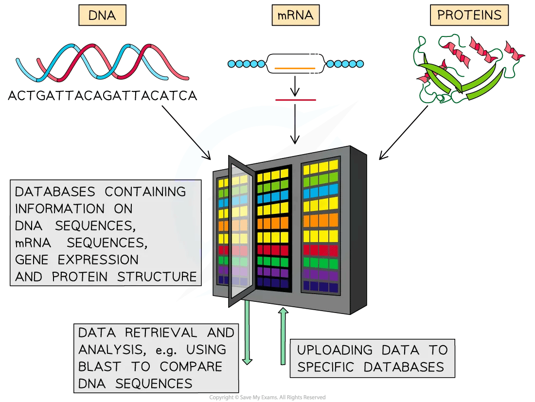 Genetic information being entered into a database and then being retrieved for analysis