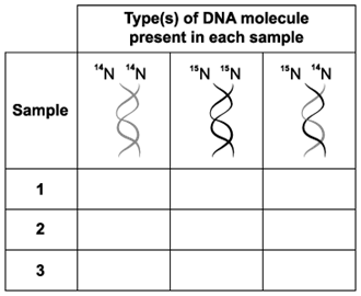 biology-2-5-q5b2-sq-ib-hl