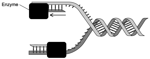 biology-2-5-sq-ib-hl-q2c