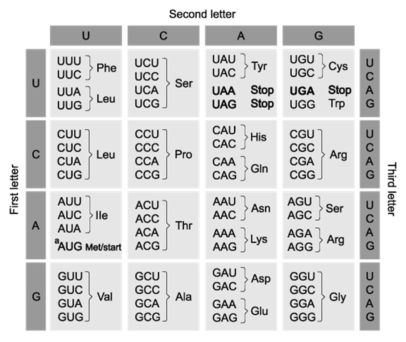 biology-2-6-2b-sq-ib-hl