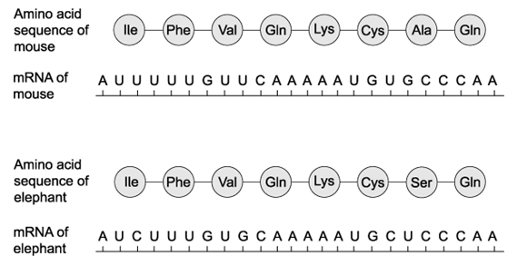 biology-2-6-q1c-ib-hl-sq