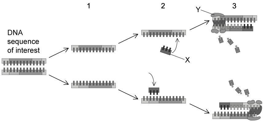 biology-2-6-sq-ib-hl