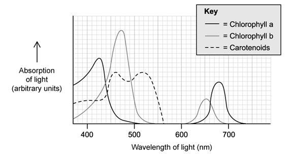 biology-2-8-q2a-sq-ib-hl