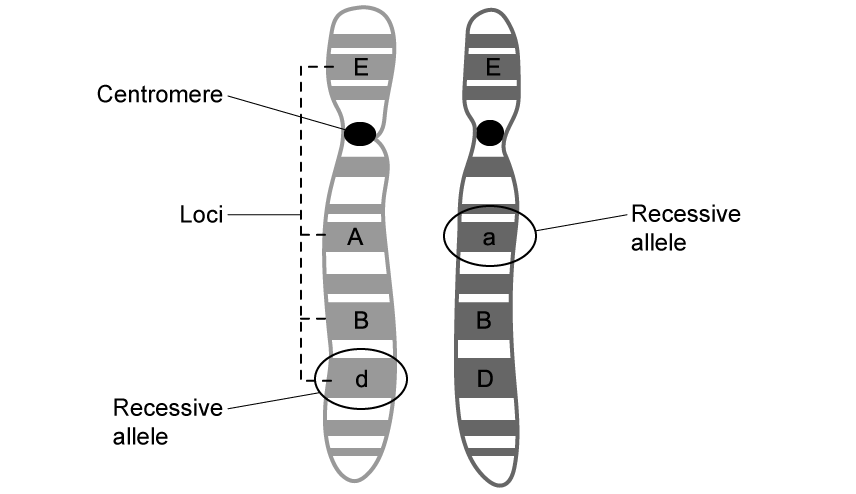 biology-3-1-q1a-sq-ib-hl