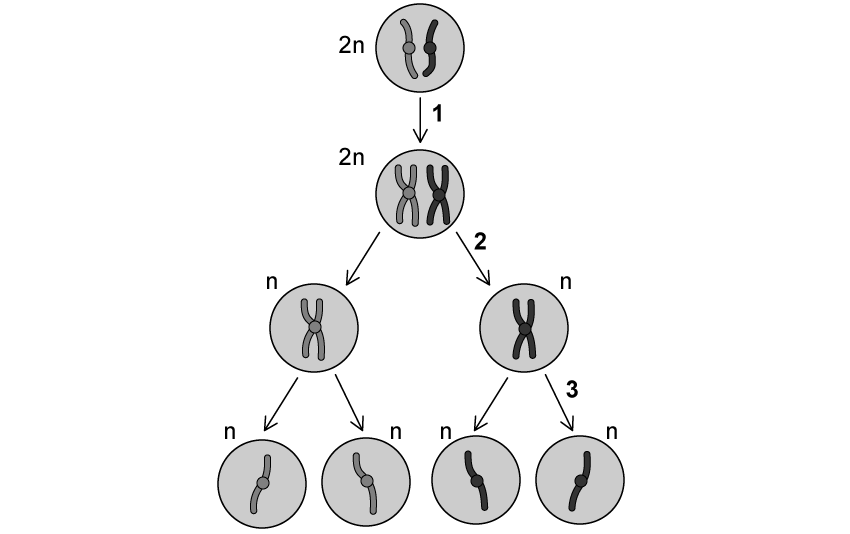 biology-3-2-q4-ib-hl