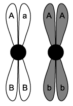 biology-3-2-q4c-sq-ib-hl