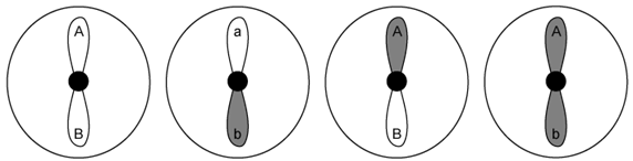 biology-3-2-q4c2-sq-ib-hl-png