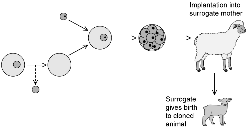 biology-3-4-q2a-sq-ib-hl