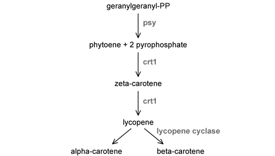 biology-3-4-q4b-ib-hl-sq-png