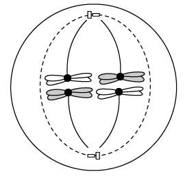 biology-q1a-sq-ib-hl-3-2